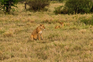 Lion (Panthera leo) resting in a grass. Serengeti national park, Tanzania