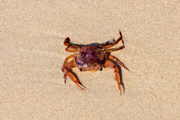 Sea crab on a sand at beach