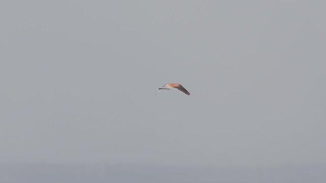 A bird of prey that searches for prey by hovering in the air. Common Kestrel, Falco tinnunculus.
