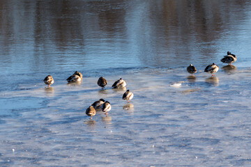 flock of ducks on ice on a sunny spring day