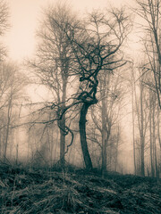 Surreal woods with fog and mysterious light through trees