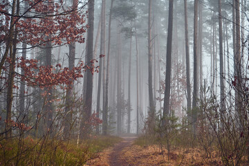 leśna ścieżka ,mgła  © Marcin Łazarczyk