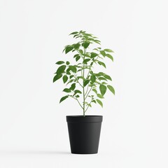Small Potted Tomato Plant with Green Leaves on Light Background