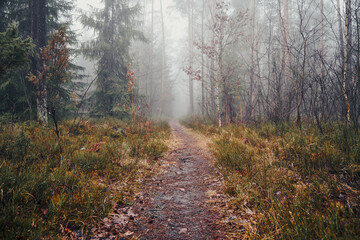 leśna ścieżka ,mgła  © Marcin Łazarczyk