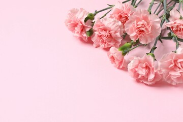 Beautiful bouquet of pink carnations on a colored background