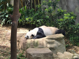 A sleeping panda