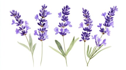 Watercolor Lavender Flowers Illustration with Purple Blossoms and Green Leaves