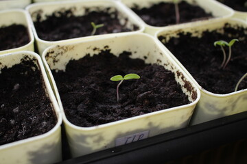 small sprout of a plant in a yellow pot