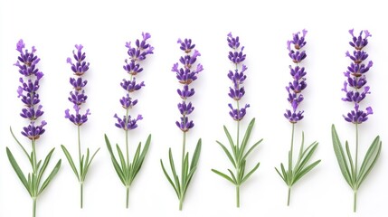 Obraz premium Lavender Flower Stems Isolated on White Background in a Row Design