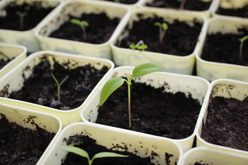 small sprout of a plant in a yellow pot