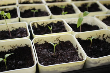 small sprout of a plant in a yellow pot