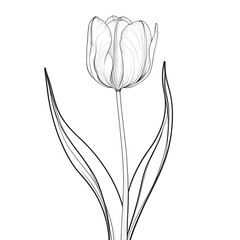 tulip flower vector