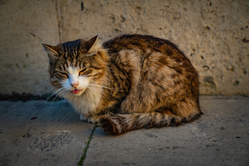 Smiling cat looking all happy and relaxed