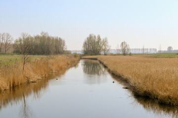 a broad ditch with reed and ducks and coots in the dutch countryside in springtime