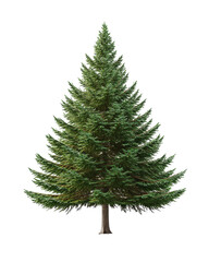Isolated Green Fir Tree on Transparent Background