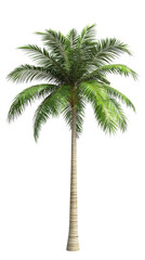 Obraz premium Isolated Tropical Palm Tree on Transparent Background
