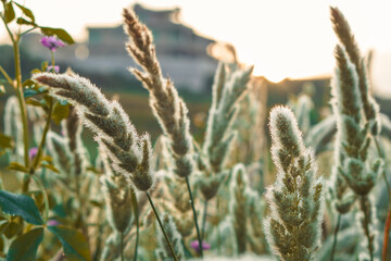 Close-up of wild grass covered in morning dew, glowing under the soft sunrise light.
