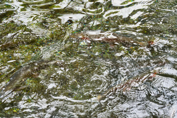 日光　さかなと森の観察園 マスや魚の水産研究所　コピースペースあり（日本栃木県日光市）Nikko Fish and Forest Observation Garden, Trout and Fish Fisheries Research Institute, Copy space available (Nikko, Tochigi Prefecture, Japan)