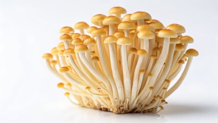 Golden Enoki Mushrooms on White Background – Fresh Japanese Gourmet Mushrooms  
