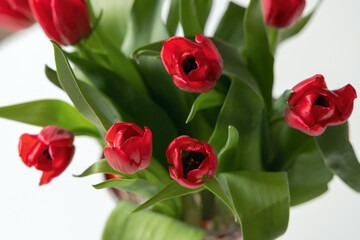 Bouquet of red spring tulips in the room