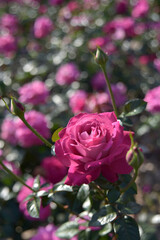 아름다운 장미꽃