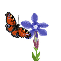 vector drawing European peacock butterfly and spring gentian flower, Aglais io , insect isolated at white background, natural element, hand drawn illustration