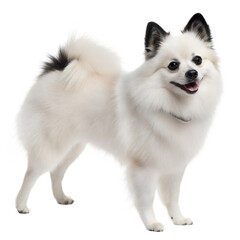 Obraz premium German Spitz AI Generated Image