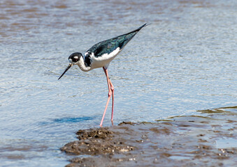 A view of a Black Necked Stilt wading in the River Tarcoles in Costa Rica in early springtime