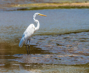 A view of a White Egret wading in the River Tarcoles in Costa Rica in early springtime