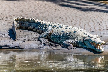 A close up side view of a crocodile basking on the banks of the River Tarcoles in Costa Rica in early springtime
