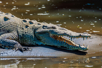 A close up head view of a crocodile basking on the banks of the River Tarcoles in Costa Rica in early springtime