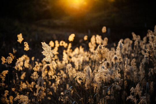 Rushes backlit by sunset light