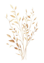 Fototapeta premium Watercolor dried plant clipart, in shades of brown and beige, on a white background, in a minimalist style, png