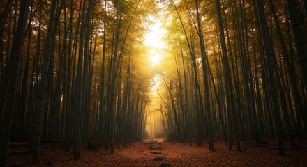 黄金の光が差し込む、静寂な竹林の道