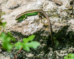 Green lizard 