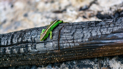 Green lizard 