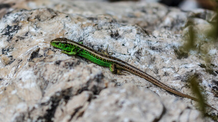 Green lizard 