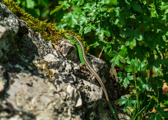 green lizard in the sun