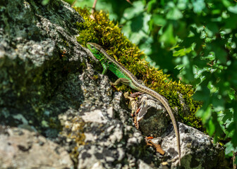 Green lizard 