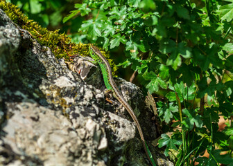 Green lizard 