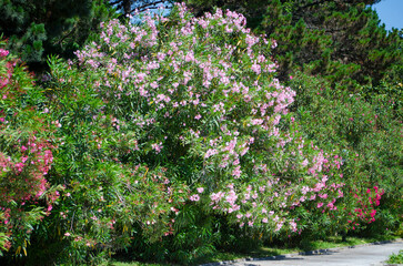 Dense oleander bush adorned with pale pink flowers, situated in verdant park. Sunlight enhances vibrant colors, with green foliage and flowers as focal points. Pathway adds depth to composition