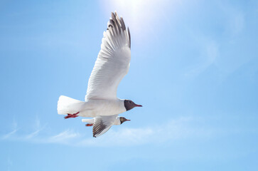 Two seagulls glide gracefully through bright blue sky. Sunlight illuminates their white feathers, creating serene atmosphere. Predominantly blue backdrop enhances their elegant flight