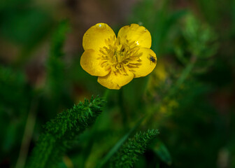 piciorul-cocoșului bulbos (Ranunculus bulbosus)