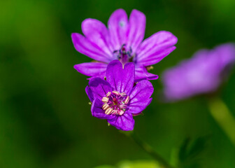 Obraz premium Geranium (mușcată sălbatică