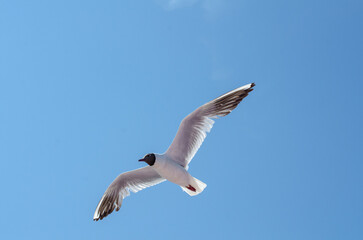 Seagull flying with wings outstretched against vibrant blue sky. Sunlight highlights feathers, casting soft shadows. Captured from below, evoking freedom and grace