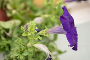 A close-up of a purple petunia flower in full bloom, its petals and trumpet-like shape. The background green foliage and budding flowers.