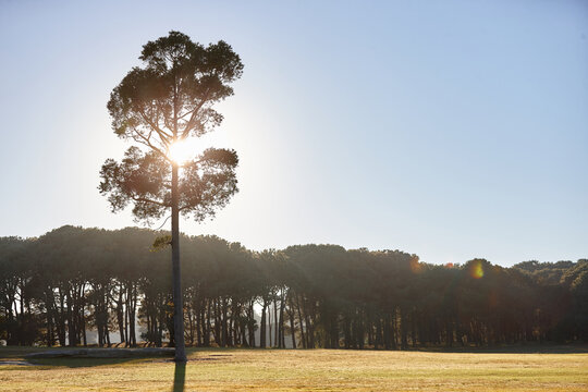 Backlit pine tree at the edge of a forest