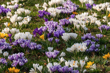 A number of multicoloured Krokus