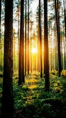 Obraz premium sunset in the forest