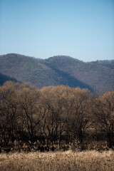 Obraz premium 메마른 겨울 풍경